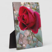 letzte rote Rose Fotoplatte (Seite)