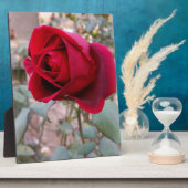 letzte rote Rose Fotoplatte (Seite)