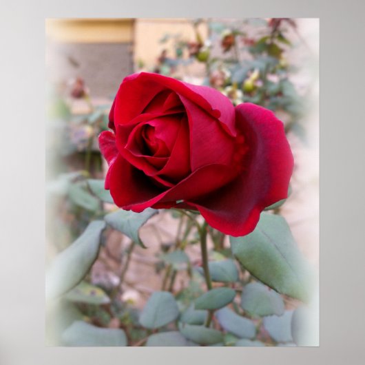 letzte rote Rose Poster (Vorne)