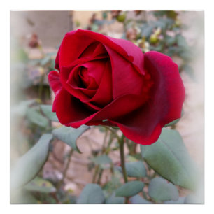 letzte rote Rose Poster