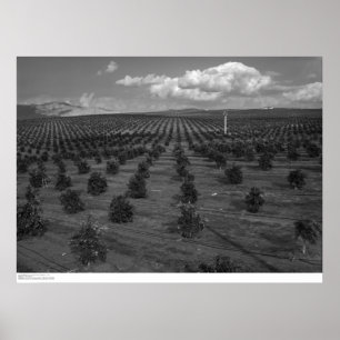 Letzter Tag Heilige Citrus Orchard in der Nähe von Poster