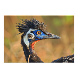 Letztes Grasland - Bengalisch Florico Fotodruck