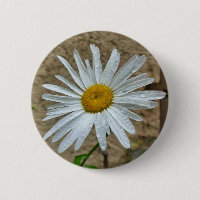 Leucanthemum Bloom Abzeichen