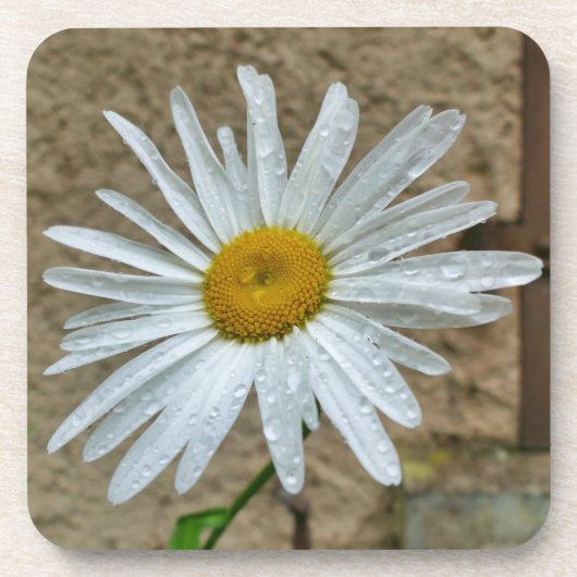 Leucanthemum Bloom Getränkeuntersetzer (Vorderseite)