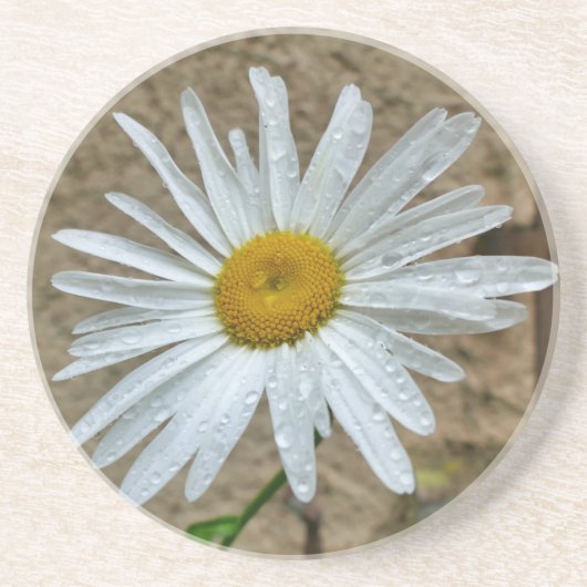 Leucanthemum Bloom Getränkeuntersetzer (Vorne)