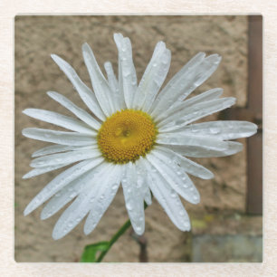 Leucanthemum Bloom Glasuntersetzer