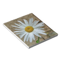 Leucanthemum Bloom