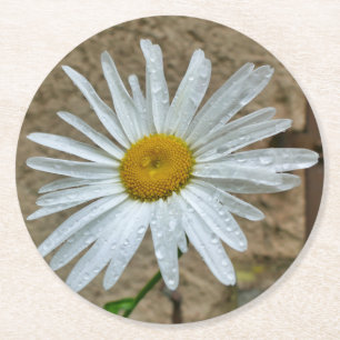 Leucanthemum Bloom Runder Pappuntersetzer