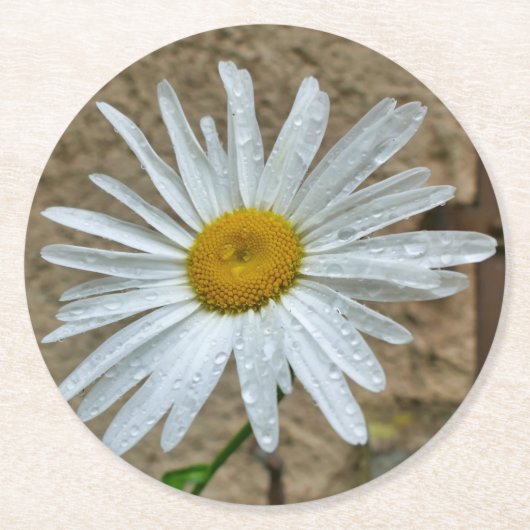Leucanthemum Bloom Runder Pappuntersetzer (Vorderseite)