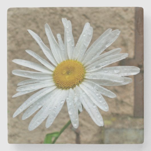 Leucanthemum Bloom Steinuntersetzer (Vorderseite)