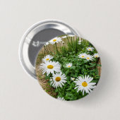 Leucanthemum Blooms Abzeichen Button (Vorne & Hinten)
