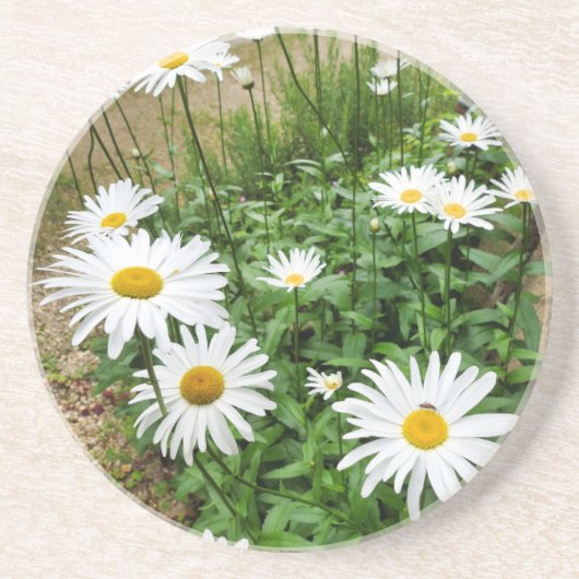 Leucanthemum Blooms Getränkeuntersetzer (Vorne)