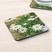 Leucanthemum Blooms Getränkeuntersetzer (Linke Seite)