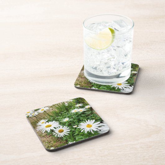 Leucanthemum Blooms Getränkeuntersetzer (Rechte Seite)