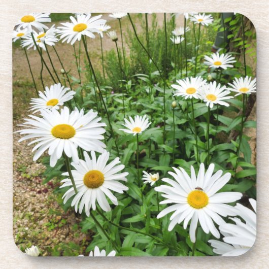 Leucanthemum Blooms Getränkeuntersetzer (Vorderseite)