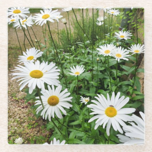 Leucanthemum Blooms Glasuntersetzer (Vorderseite)