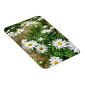 Leucanthemum Blooms Magnet (Rechte Seite)