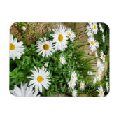 Leucanthemum Blooms Magnet (Horizontal)