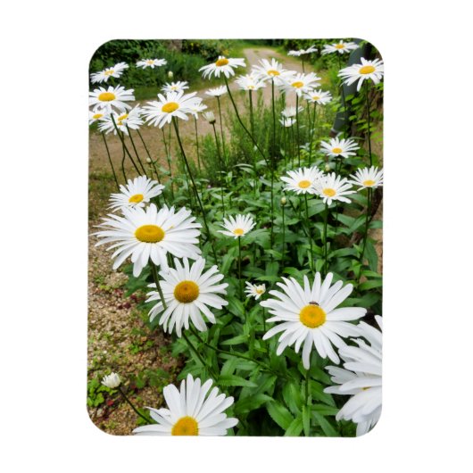 Leucanthemum Blooms Magnet (Vertikal)