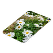 Leucanthemum Blooms Magnet (Linke Seite)