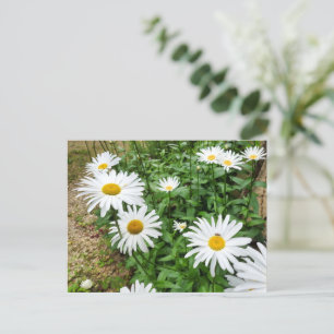 Leucanthemum Blooms Postkarte