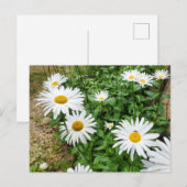 Leucanthemum Blooms Postkarte (Vorne/Hinten)