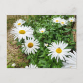 Leucanthemum Blooms Postkarte (Vorderseite)