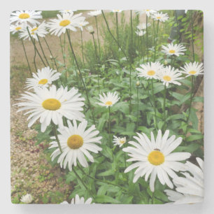 Leucanthemum Blooms Steinuntersetzer