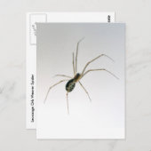 Leucaucin Orb Weaver Spider Postkarte (Vorne/Hinten)