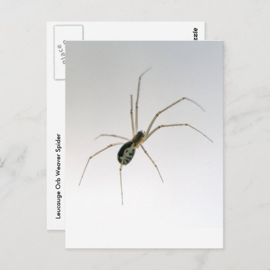 Leucaucin Orb Weaver Spider Postkarte (Vorne/Hinten)