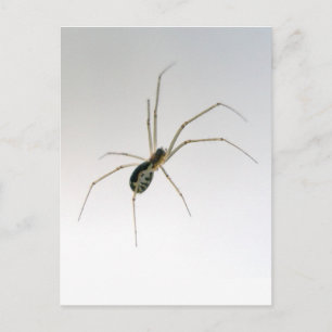 Leucaucin Orb Weaver Spider Postkarte
