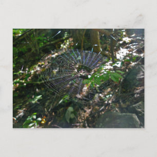 Leucauge Orb Web Postkarte
