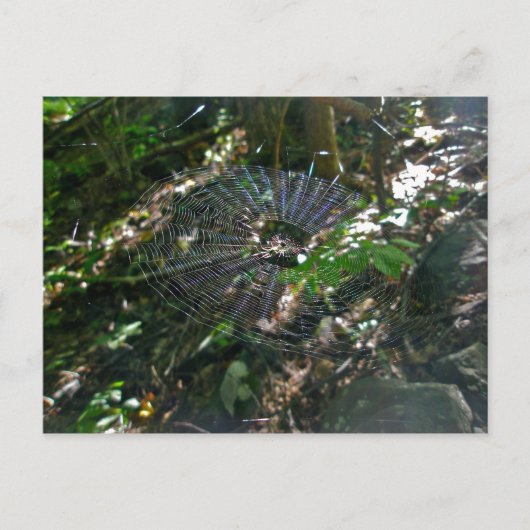 Leucauge Orb Web Postkarte (Vorderseite)