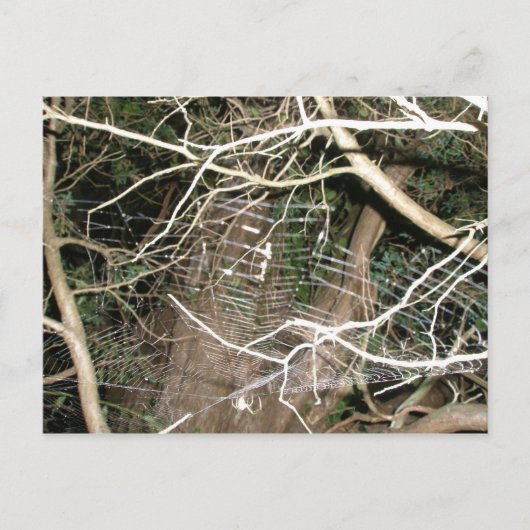 Leucauge Spider Web Postcard Postkarte (Vorderseite)