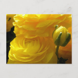Leuchtend gelbe Ranunculus-Blumen Postkarten