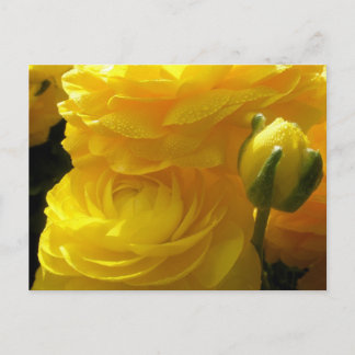 Leuchtend gelbe Ranunculus-Blumen Postkarten