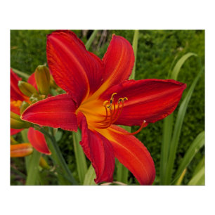 Leuchtend orangefarbene Taglilienblüte floral Poster