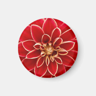 Leuchtend rote Dahlie Magnet