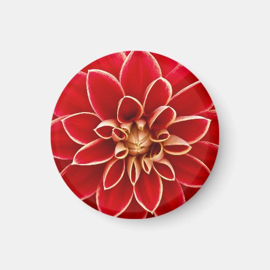 Leuchtend rote Dahlie Magnet (Vorne)