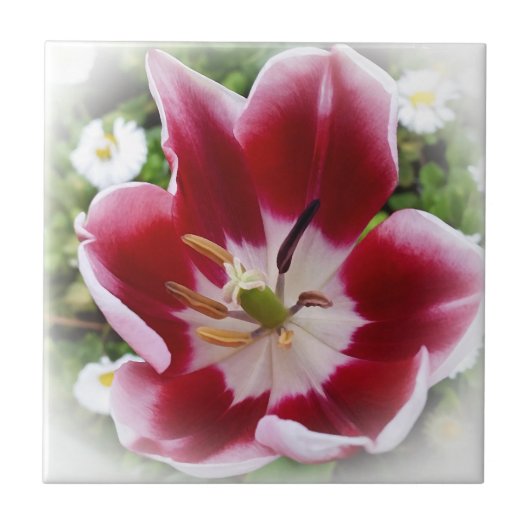 leuchtend rote Tulpe Fliese (Vorderseite)