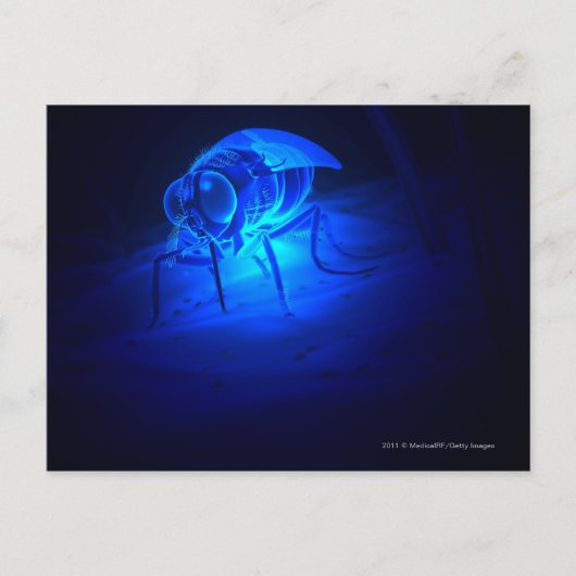 Leuchtende Abbildung einer Tsetsefliege Postkarte (Vorderseite)