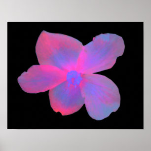 Leuchtende Begonien-Blumen-Druck Poster