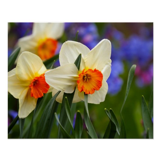 Leuchtende Blüten Poster (Vorderseite)