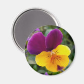 leuchtende Stiefmütterchen Magnet (Vorderseite/Rückseite)