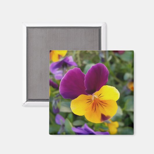 leuchtende Stiefmütterchen Magnet (Vorderseite/Rückseite)