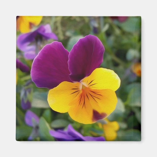 leuchtende Stiefmütterchen Magnet (Vorne)