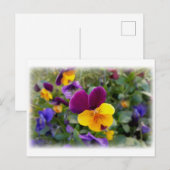 leuchtende Stiefmütterchen Postkarte (Vorne/Hinten)