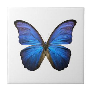 Leuchtender blauer Schmetterling Fliese