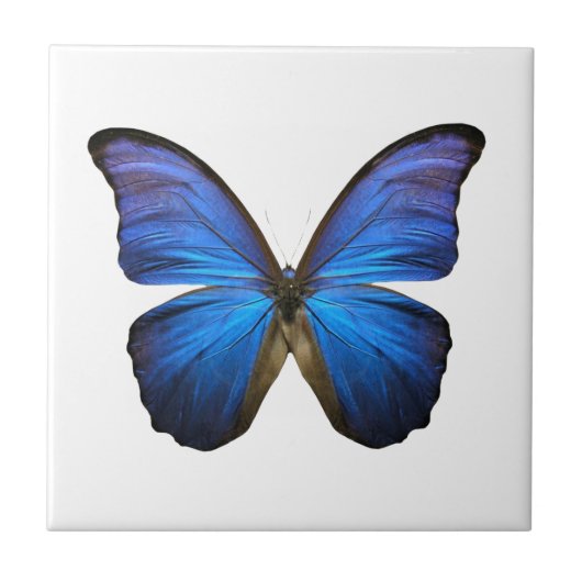 Leuchtender blauer Schmetterling Fliese (Vorderseite)