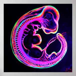 Leuchtender Embryo, der im Dunkeln leuchtet Poster
